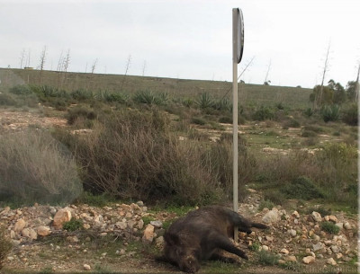 Frambuesas jabalí