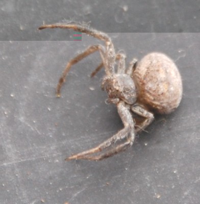 Spinne2.JPG