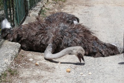 Strauß2.jpg