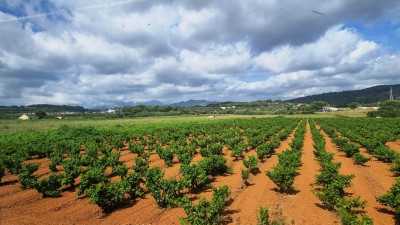 6. Vorbei an sorgfältig gepflegten Weinfeldern.JPG (137.35 KiB) 3008 mal betrachtet Vorbei geht es an gepflegten Weinfeldern