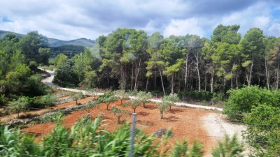 9 Olivenhainen und Pinienwäldchen.JPG (140.64 KiB) 3008 mal betrachtet Olivenhaine und Pinienwäldchen wechseln ab