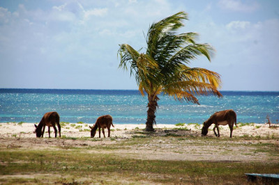 7 Esel am Strand.JPG