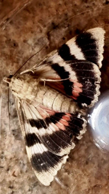 0a853ac9-1ad6-4995-bfb6-c5b2ae6a586f.jpg (84.08 KiB) 3950 mal betrachtet von unten betrachtet