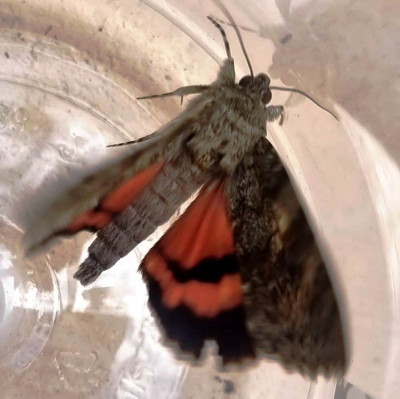 a9a4adc8-9102-41c5-aa1b-c8df665ace40 (1).jpg (68.95 KiB) 3950 mal betrachtet am Flattern...