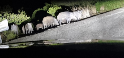 Wildschweinrotte am Straßenrand