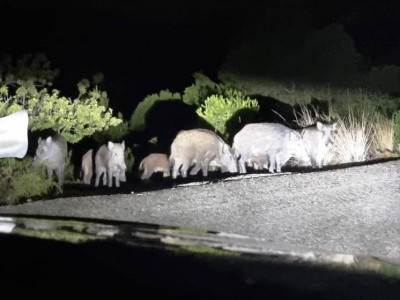 K1024_Wildschweinrotte am Straßenrand.JPG (44.87 KiB) 11181 mal betrachtet ca. 10 Tiere,