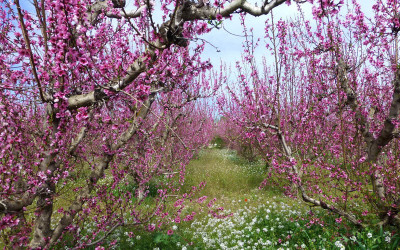 Pfirsichblüte.jpg