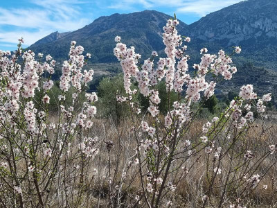 Mandel7 wild.JPG (153.32 KiB) 2432 mal betrachtet Hier ein neues Mandelbäumchen. <br />Ringsherum wurden alle Mandeln geschreddert. <br />Doch die Saat im Boden ging auf und ist <br />den Ordnungshütern bis jetzt wohl entgangen