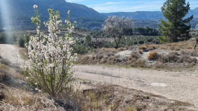 Mandel7a wild.JPG (238.17 KiB) 2432 mal betrachtet Auch ein Exemplar, das nach der Rodung gedieh