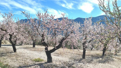 und im Hintergrund die Sierra