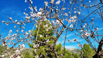 Mandel1.JPG (204.1 KiB) 2432 mal betrachtet Auf unserem Grundstück stehen mächtige Pinien,<br />die geben einen guten Hintergrund für die<br /> rosafarbenen Blüten ab