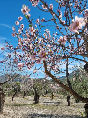 Mandel5.JPG (152.38 KiB) 2432 mal betrachtet Oliven- und Mandelbäume in trauter Nachbarschaft