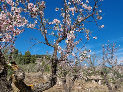 Mandel6.JPG (136.85 KiB) 2432 mal betrachtet im Hintergrund unsere kleine Casita