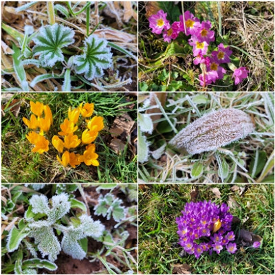 Frost und Blumen - Collage.jpg