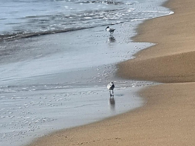zeigt es doch deutlich beim näheren Hinsehen<br />das schwarze Brustband.<br /> Und ich habe nicht wenige am Strand gesehen...