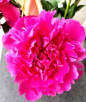 Pfingsrose.jpeg
