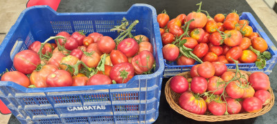 tomaten.jpg