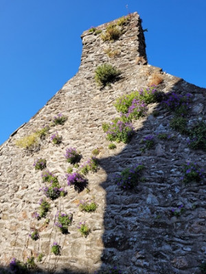 Mauer - Blumen.jpg