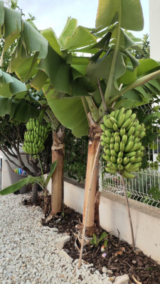 platanos.jpg