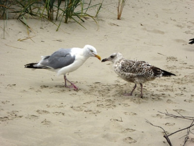 Möwen 03.jpg