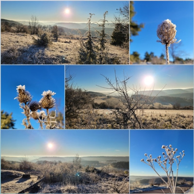 Frost - Collage 03.jpg