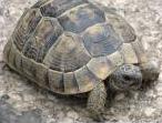 Schildkröte.jpg