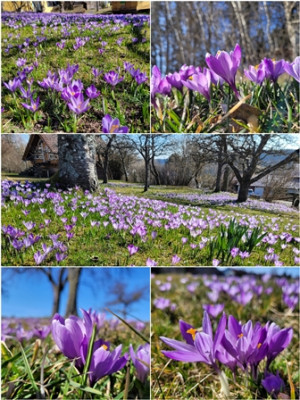 Krokusse.jpg