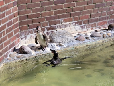 Komm doch auch ins Wasser!