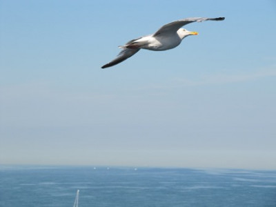Möwe 07.jpg