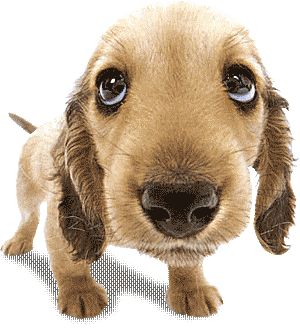 treuer Hund.gif