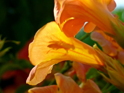 P1500085.JPG
