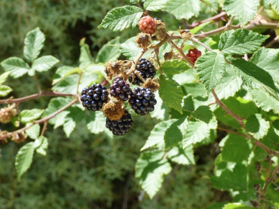 P1500235.JPG