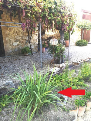 Zitronengras, leider gerade im Schatten des Hauses