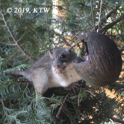 Und dann schnell die Backen vollstopfen