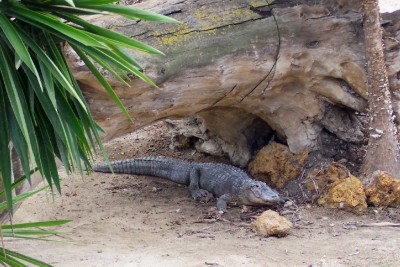 19_Rio_Safari_Krokodile_1024x683.jpg