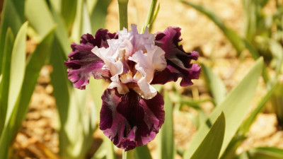 Irisblüte.JPG
