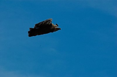 Gänsegeier in der Garganta Verde