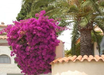 Bougainvillea vor Ferienhaus