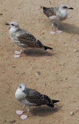 Junge Mantelmöwe an der Playa del Bol in Calp.<br />Das braune Gefieder ist das Jugendkleid, das die Möwe bis zur vier Jahren tragen.<br />Die Mantelmöwe ist die größte Möwenart Europas.