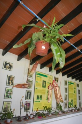 Orchideenhaus