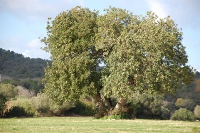 Baum.JPG (131.36 KiB) 8481 mal betrachtet die riesigen Algarrobos (Karuben- oder Karobbaum)
