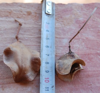 R.JPG (182.24 KiB) 1659 mal betrachtet Dies ist eine Samenkapsel. Wie heißt die Pflanze, von der sie stammt und in welcher Farbe blüht diese?