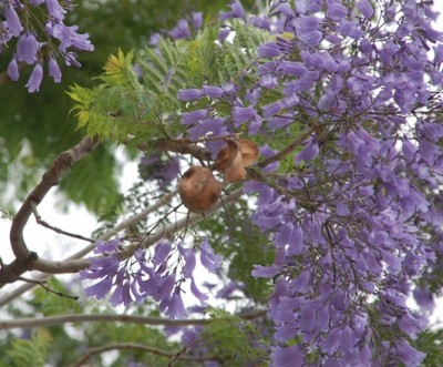 Jacaranda Pretoria.JPG (196.07 KiB) 1572 mal betrachtet Jacarandablüte an der Costa Blanca
