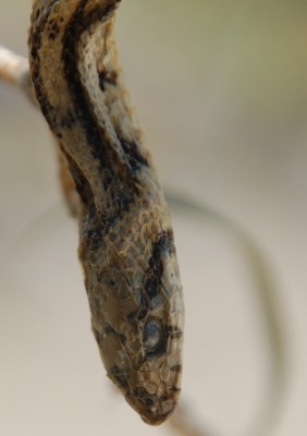 Tote Schlange im Baum