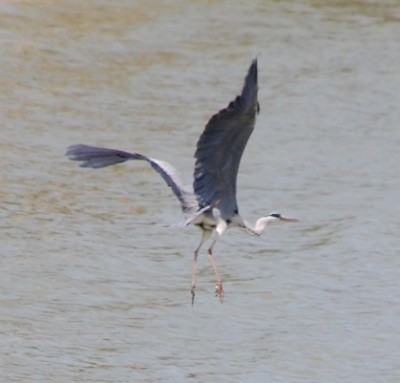 Vögel am Río Segura<br />Foto © Oliva B. / Elke