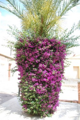 Hübscher Anblick: Die von Bougainvilleas umrankten Palmenstämme