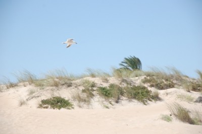 Möwen in den Dünen von Guardamar
