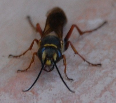 Aug in Aug - Sceliphron curvatum.JPG (132.57 KiB) 11241 mal betrachtet Aug in Aug: Seceliphron curvatum