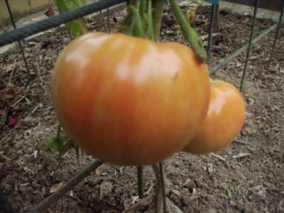 Tomate.jpg (73.66 KiB) 3666 mal betrachtet 450-Gramm-Tomate ...