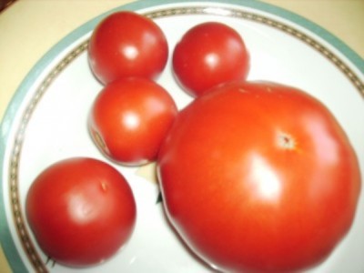 Tomate2.jpg (39.63 KiB) 3666 mal betrachtet ... im Vergleich